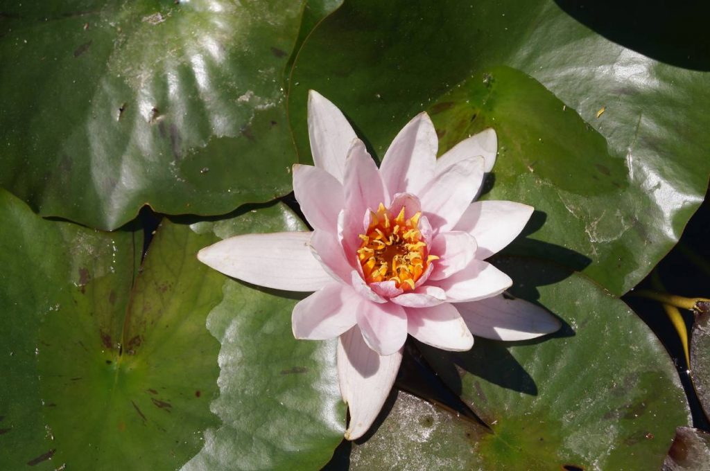 orto botanico firenze